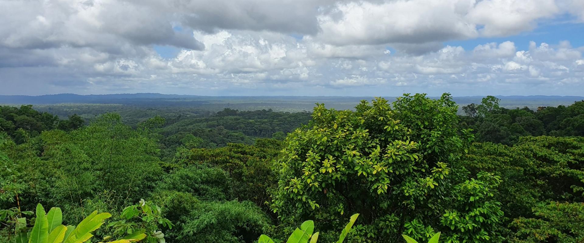 Forêt guyanaise