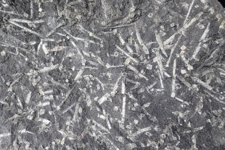 Schistes à andalousite de Glomel (Côtes d'Armor)